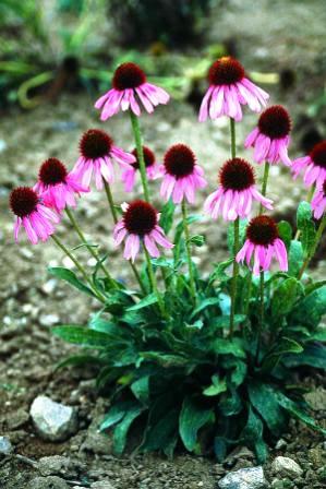 Онкологи рекомендуют астрагал