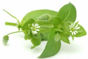 Правила безопасного похудания