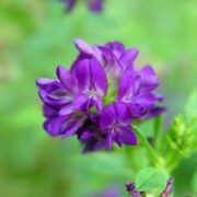 Кладезь минералов