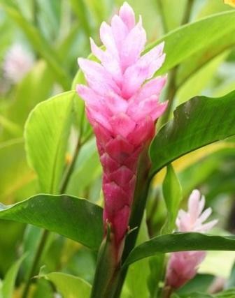 Состав - 1 капсула: